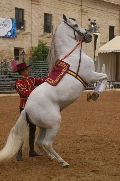 Horse Dressage Training