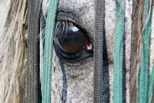 Horse Eye Saddle-Cloth View Algae White Head