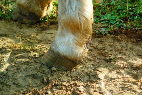 Horse Clogs Paw Mud