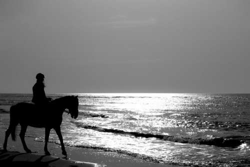 Horse Jumper Sea Beach