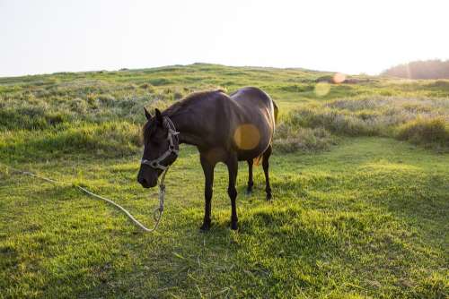 Horse Meadow Black Horse