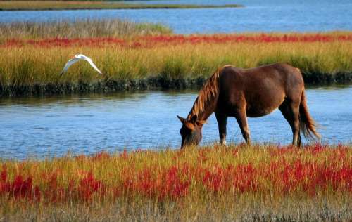 Horse Wild Horse Marsh Pony Swamp Grazing Mammal