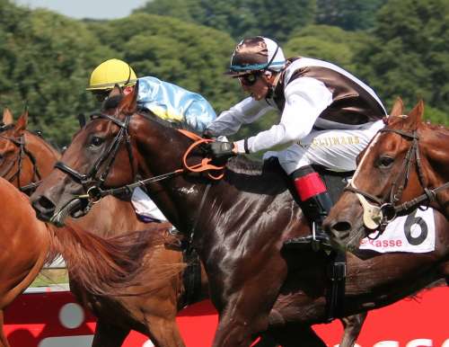 Horse Racing Jockey Horse Sport Equestrian