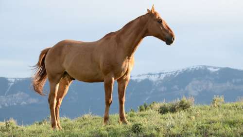 Horses Stallion Mane Gelding Animals Mammals