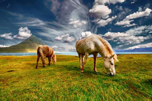 Horses Iceland Grazing Landscape Nature Field