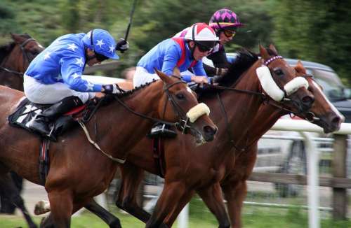 Horses Racing Equestrian Race Animal Gallop Sport