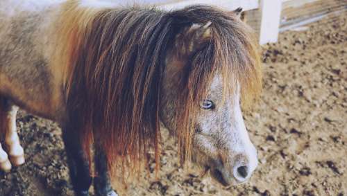 Horses Pony Animals Small Dwarf Humor