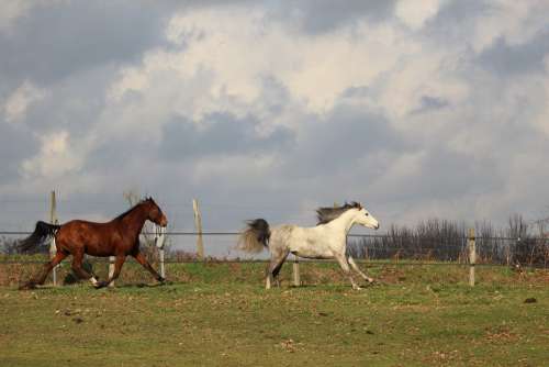 Horses Horse Animals Gallop Nature Pasture