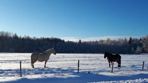 Horses Snow Horse Nature Animal Cold Winter