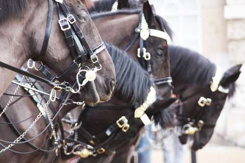 Horses London England