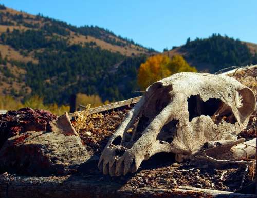 Horse'S Skull On Sod Roof Skull Bone Death Dead