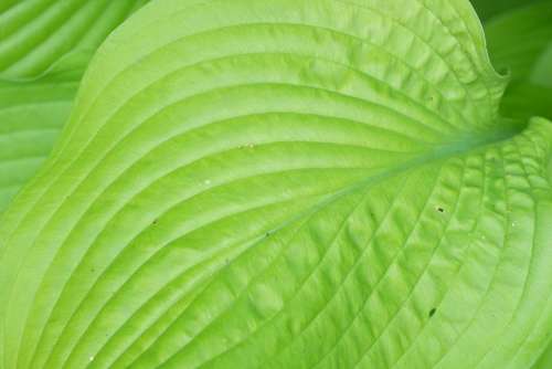 Hosta Leaf Green Garden Foliage