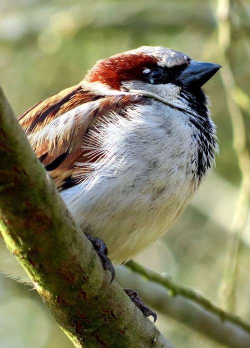 House Sparrow Sparrow Bird Wildlife Nature Animal