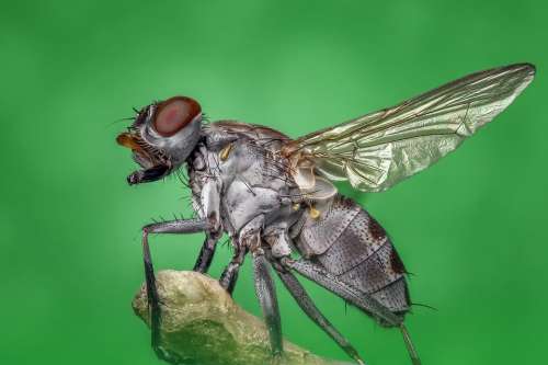 Housefly Fly Macro Insect Nature Pest Bug Eye