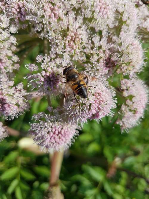 Hoverfly Mist Bee Flight Insect Insect Syrphidae