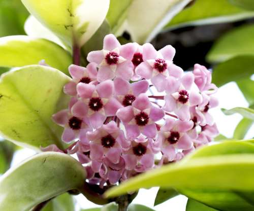 Hoya Flowers Hoya Bella Plant Carnosa Flower