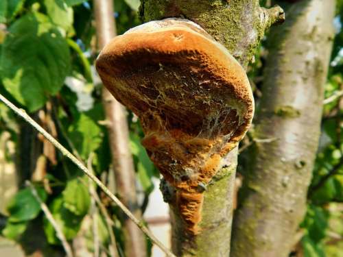 Hub The Parasite Tree Mushrooms Harmful