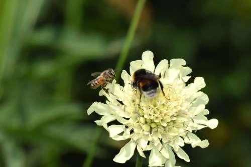 Hummel Biene Honigbiene Insekt Carnica Blüte