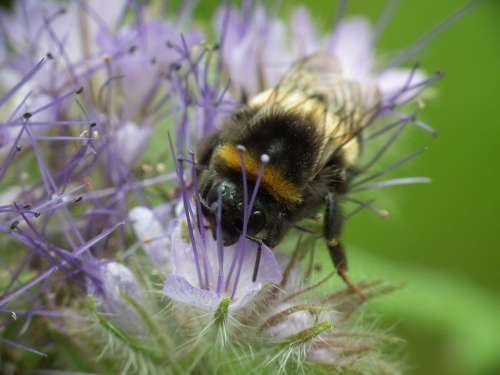 Hummel Blossom Bloom Nature Insect