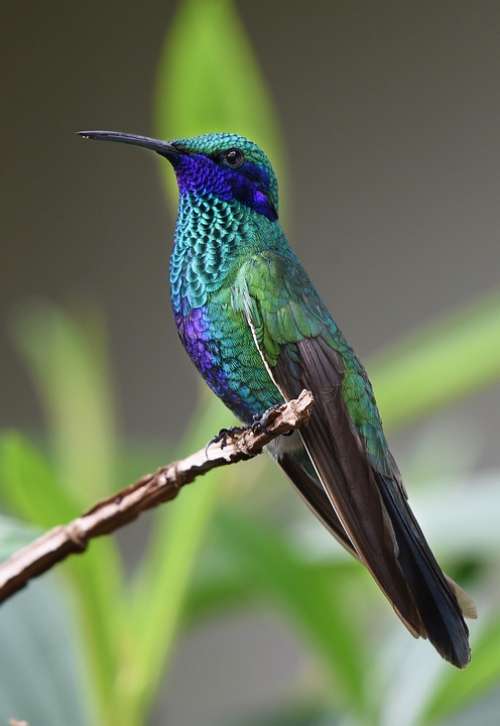 Hummingbird Bird Nature Tropical Wings