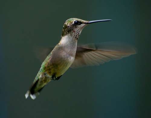 Hummingbird Flying Flight Bird Nature Wings Beak