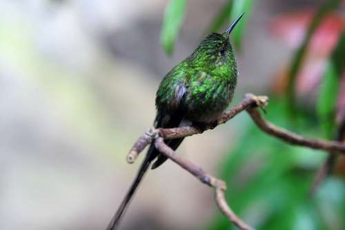 Hummingbird Bird Nature Wing Animal World Bill