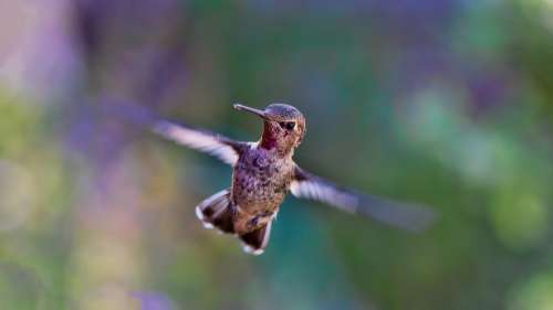 Hummingbird Flying Bird Nature Wing Wildlife