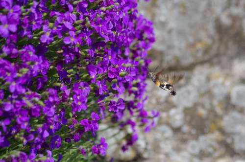 Hummingbird Hawk Moth Butterfly Insect Owls Nature