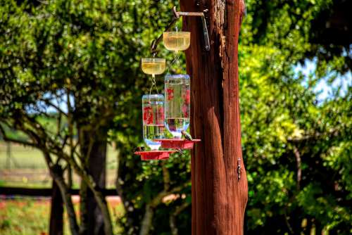 Hummingbirds Feeder Bird Wildlife Nature Flying