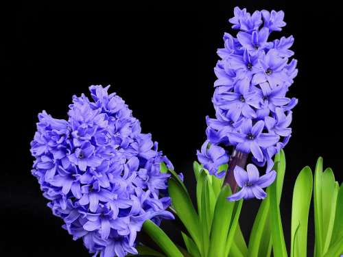 Hyacinth Flower Blossom Bloom Bloom Spring Nature