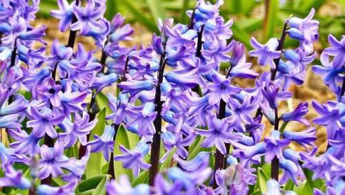Hyacinth Jacinth Flowers Bloom Blossom Colorful