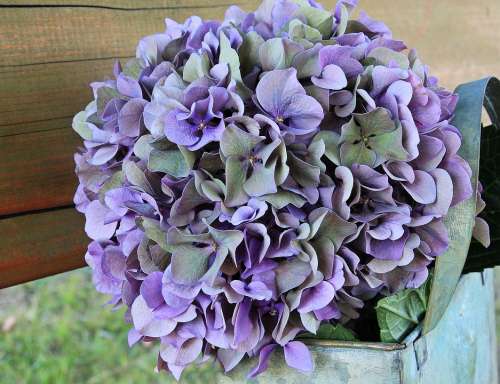 Hydrangea Flower Blossom Bloom Summer Blue Purple