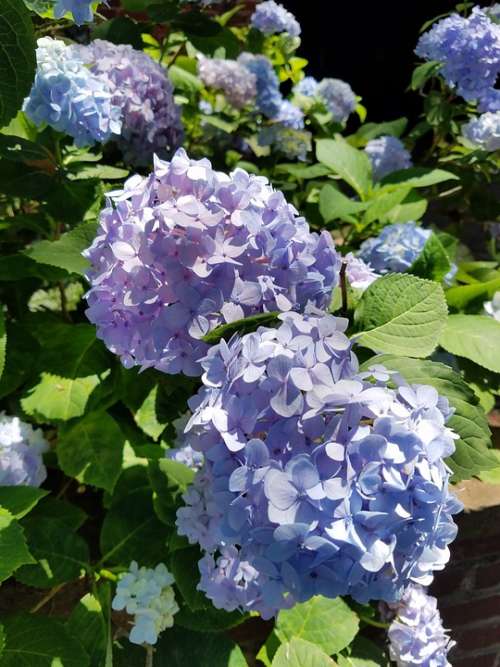Hydrangea Blue Purple Flowers Bloom Blossom
