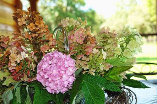 Hydrangea Pink Country Nature Flower Blossom