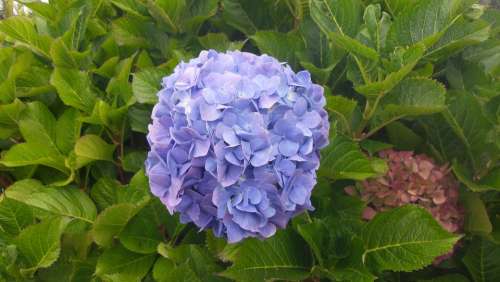 Hydrangea Flower Blue Beautiful Nature Floral