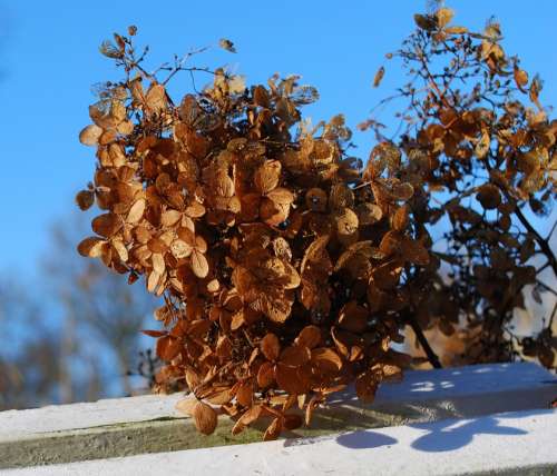 Hydrangea Flower Blossom Bloom Faded Winter Cold