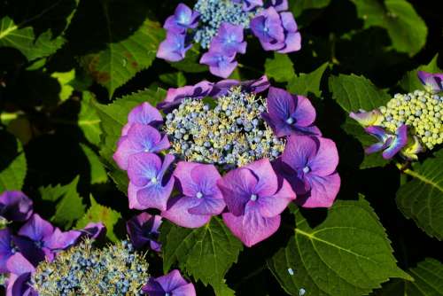 Hydrangeas Flowers Purple Garden Summer Nature