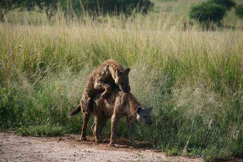 Hyena Africa Pairing Safari Predator Nature