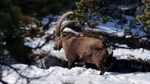 Ibex Winter Snow Mountains Animals