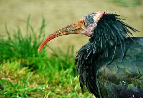 Ibis Bird Animal Bill Curved Beak Plumage Color