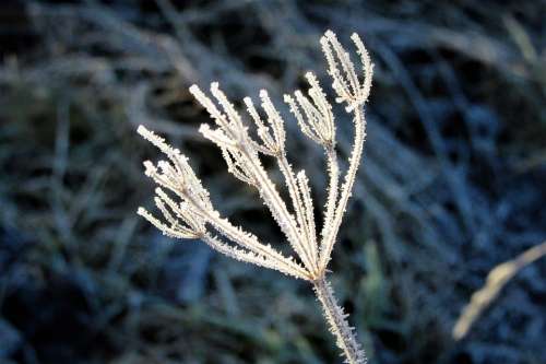 Ice Sprig Frozen Frost Nature Crystal Cold