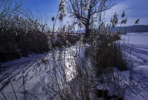 Ice Frost Tree Pasture Sun Grasses Cold Winter