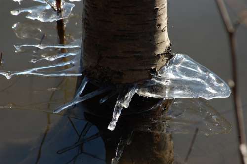 Ice Winter Tree Tribe
