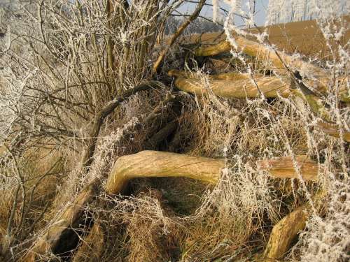 Ice Cold Winter Frozen Tree Aesthetic Germany