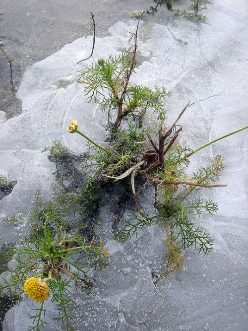 Ice Frozen Plant Flower Yellow Winter Frost