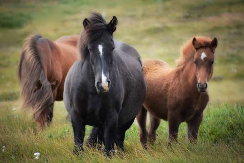 Iceland Iceland Horse Horse Flock Foal Mare Rap
