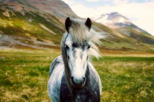 Iceland Horse Pony Wild Landscape Beautiful