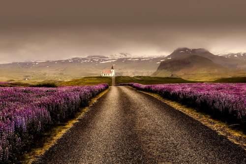 Iceland Flowers Landscape Road Nature Outdoors