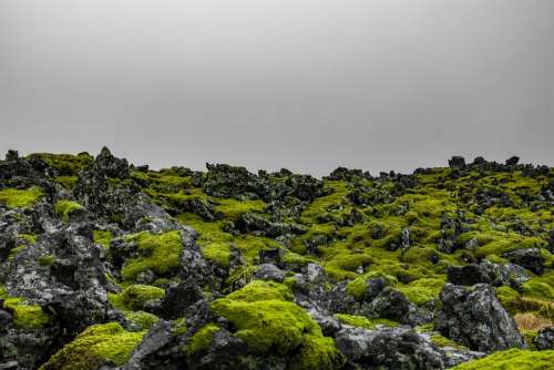 Iceland Moss Green Nature Landscape Stones Rock