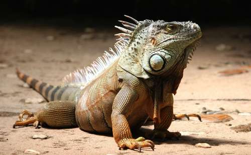 Iguana Reptile Lizard Animal Dragon Scale Green